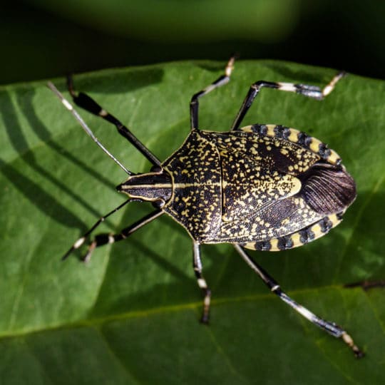 Are Stink Bugs Harmful?