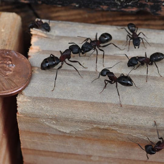 carpenter ant infestation