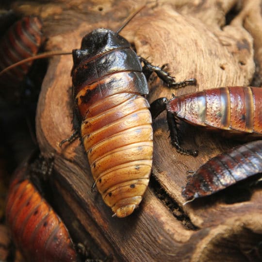 Do Cockroaches Hibernate?