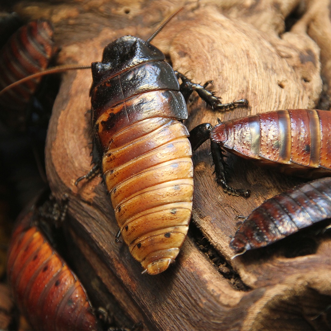 do-cockroaches-hibernate-extermpro