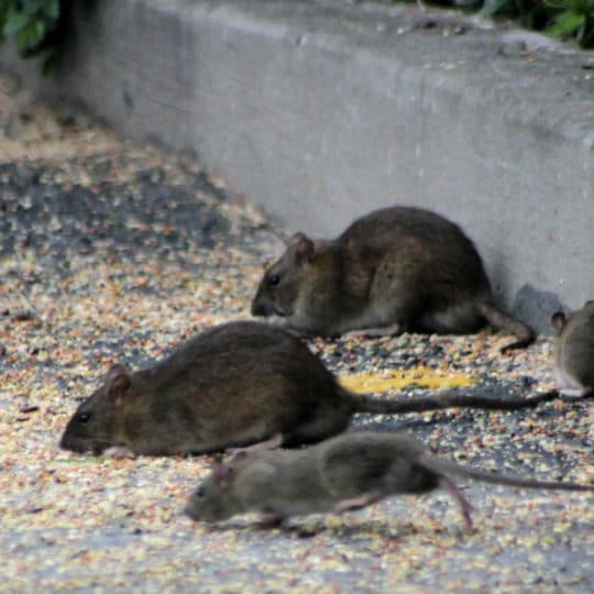 Get Rid of Mice & Rats in Garage – VA, MD, WVA