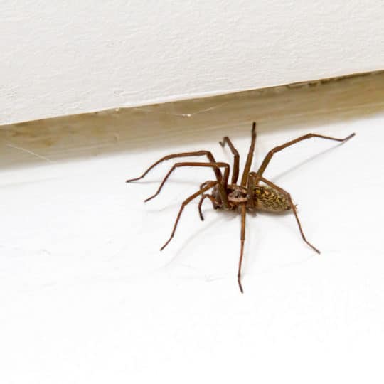 How to Keep Spiders out of Your Basement