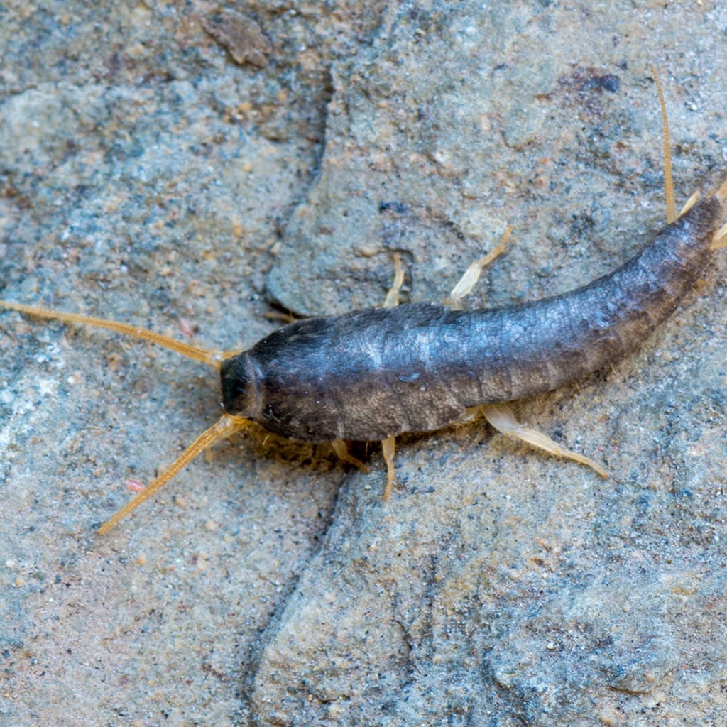 Five Signs of a Silverfish Infestation · ExtermPRO