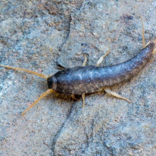 Five Signs of a Silverfish Infestation