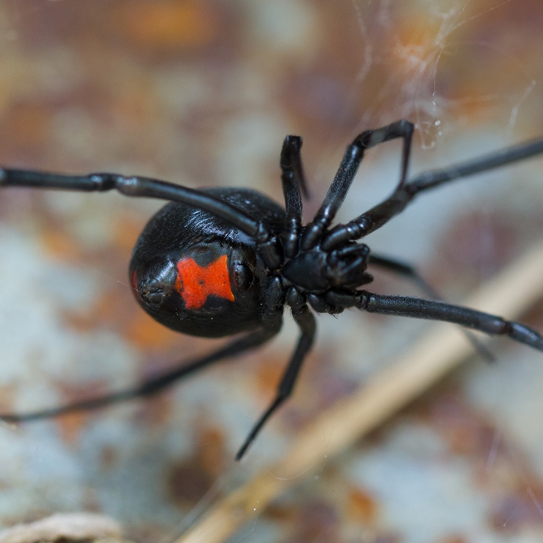 Spider Spotlight The Black Widow ExtermPRO