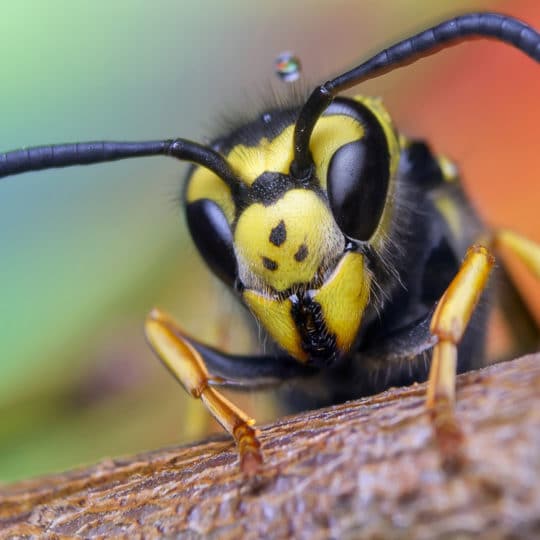 Bald-Faced vs European Hornet: Which Do You Have?