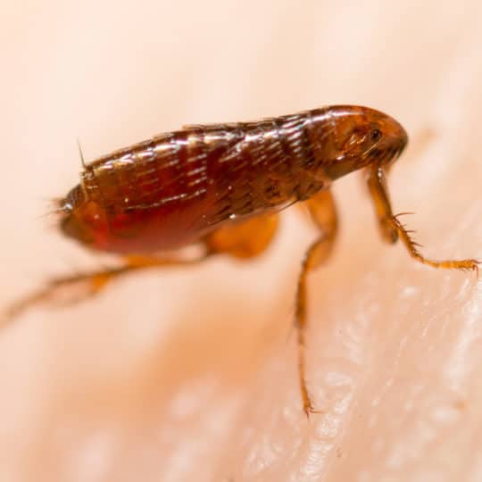 Are Fleas Dangerous?