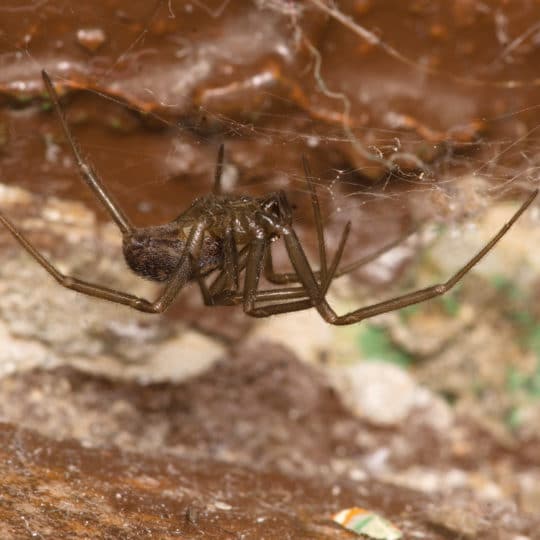 Spider Spotlight: The Brown Recluse