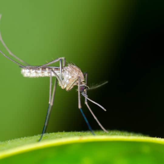 Mosquito-on-leaf