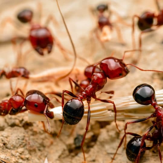 fire-ants