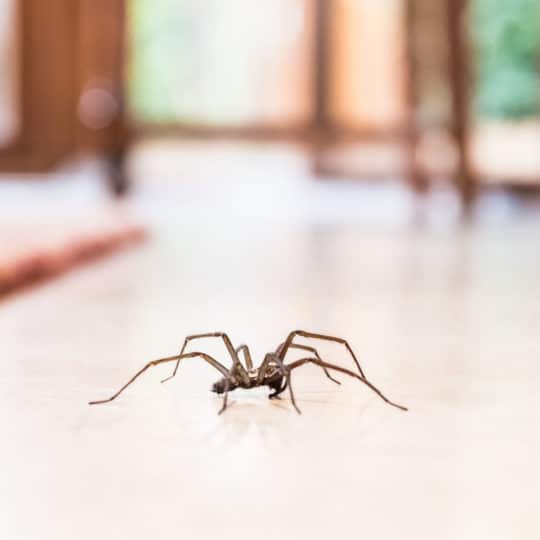Five Things You Didn’t Know about House Spiders