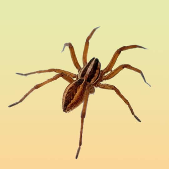 wolf-spider