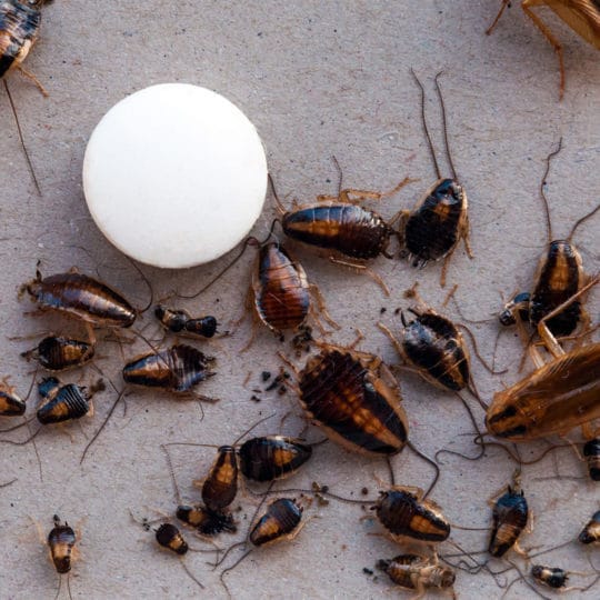 what happens if a dog eats cockroach poison