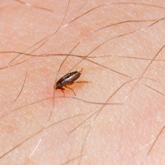 Do Fleas Bite People?