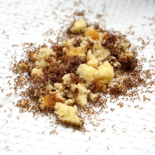 Three Reasons Ants Invade Your Home