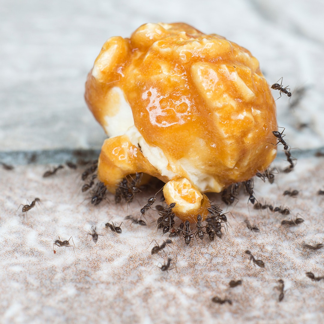 Ant