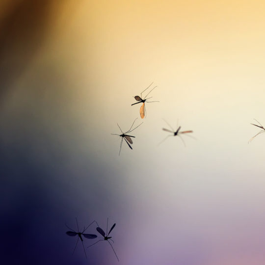 When Do Mosquitoes Return?