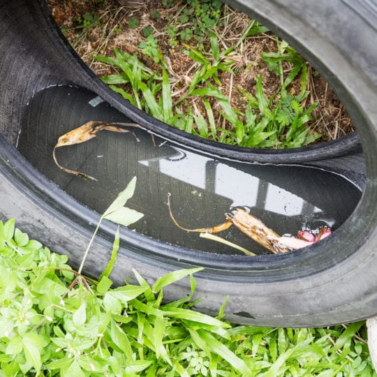 Where Mosquitoes Find Standing Water