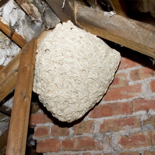 wasp-nest