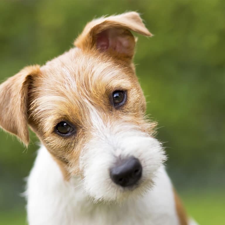 How Do Dogs Get Fleas? · ExtermPRO