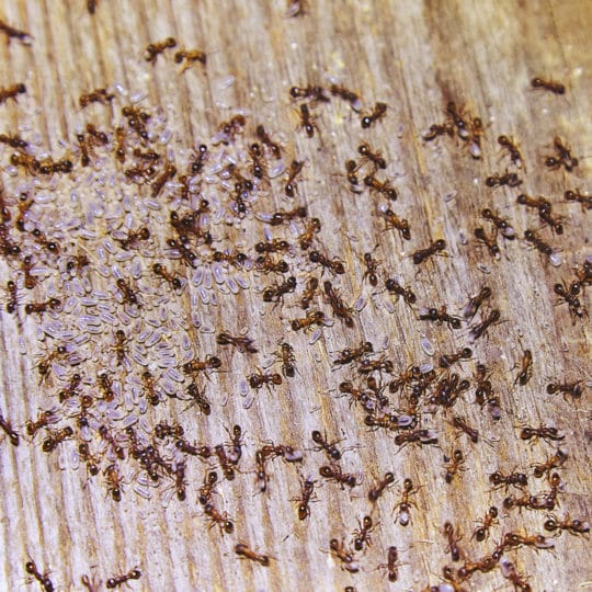 Group of ants