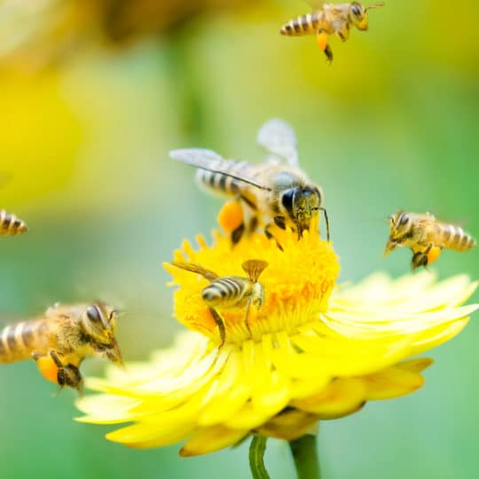 Tips for Avoiding a Sting from Bees or Wasps This Summer