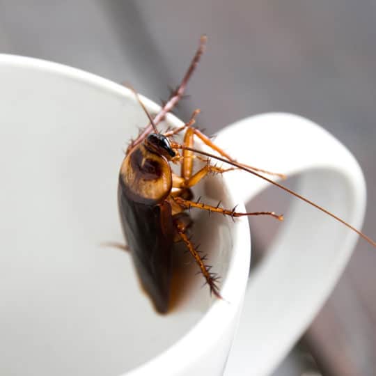 Are Cockroaches Dangerous?