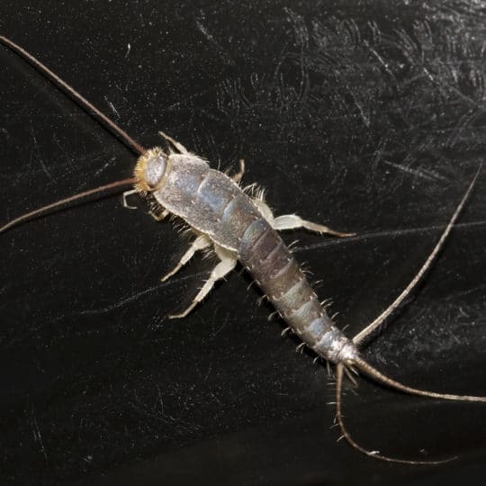 How to Identify Silverfish