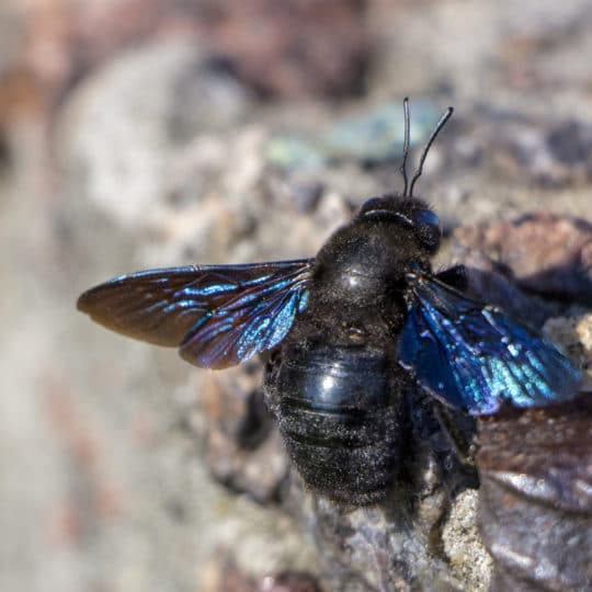 Five Fascinating Facts about Carpenter Bees