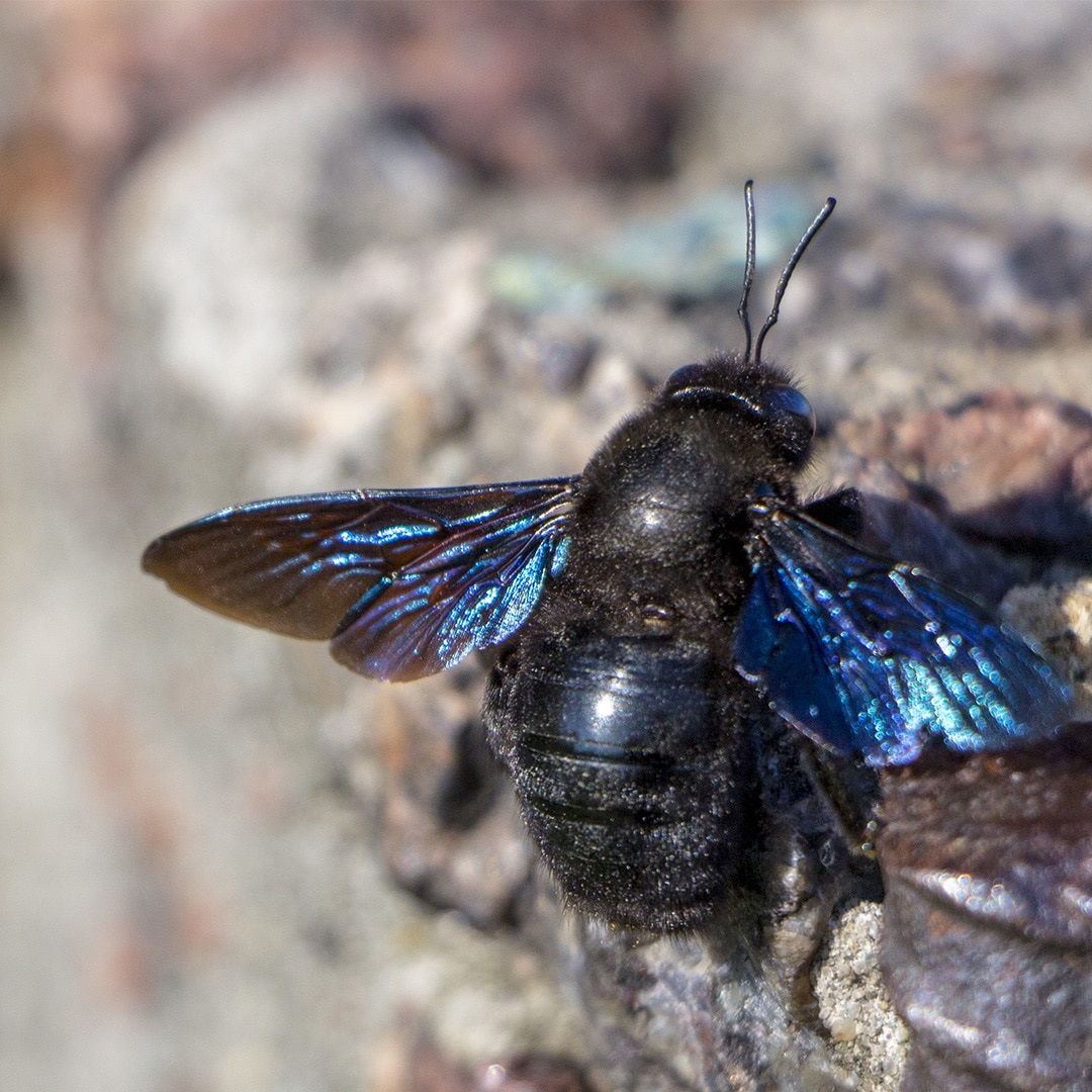 Stung by bumble bee and carpenter bee 