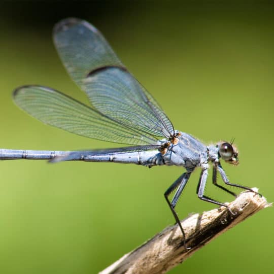 Damselfly