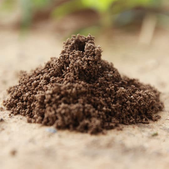 How Are Ant Hills Organized?