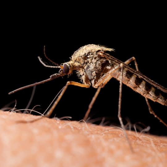 How Mosquito Treatments Repel Mosquitoes