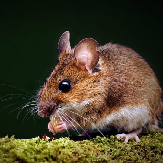 do mice eat insects?