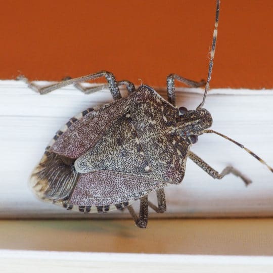 How to Get Rid of Stink Bugs