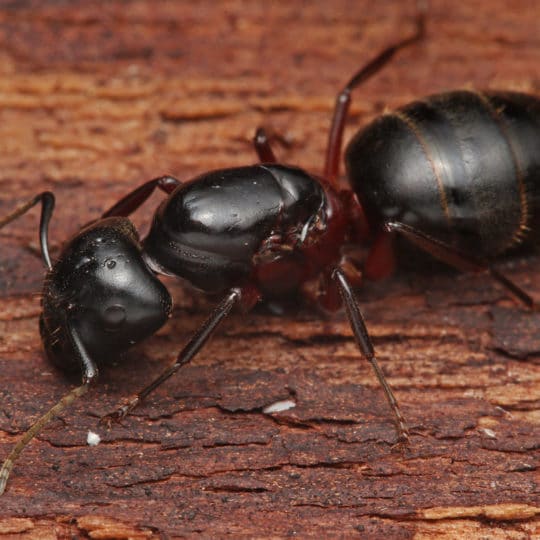 How to Tell Carpenter Ants and Termites Apart