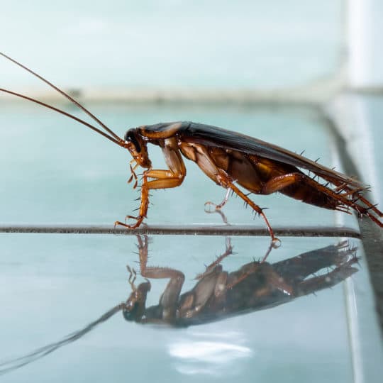 Where Do Cockroaches Lay Eggs?