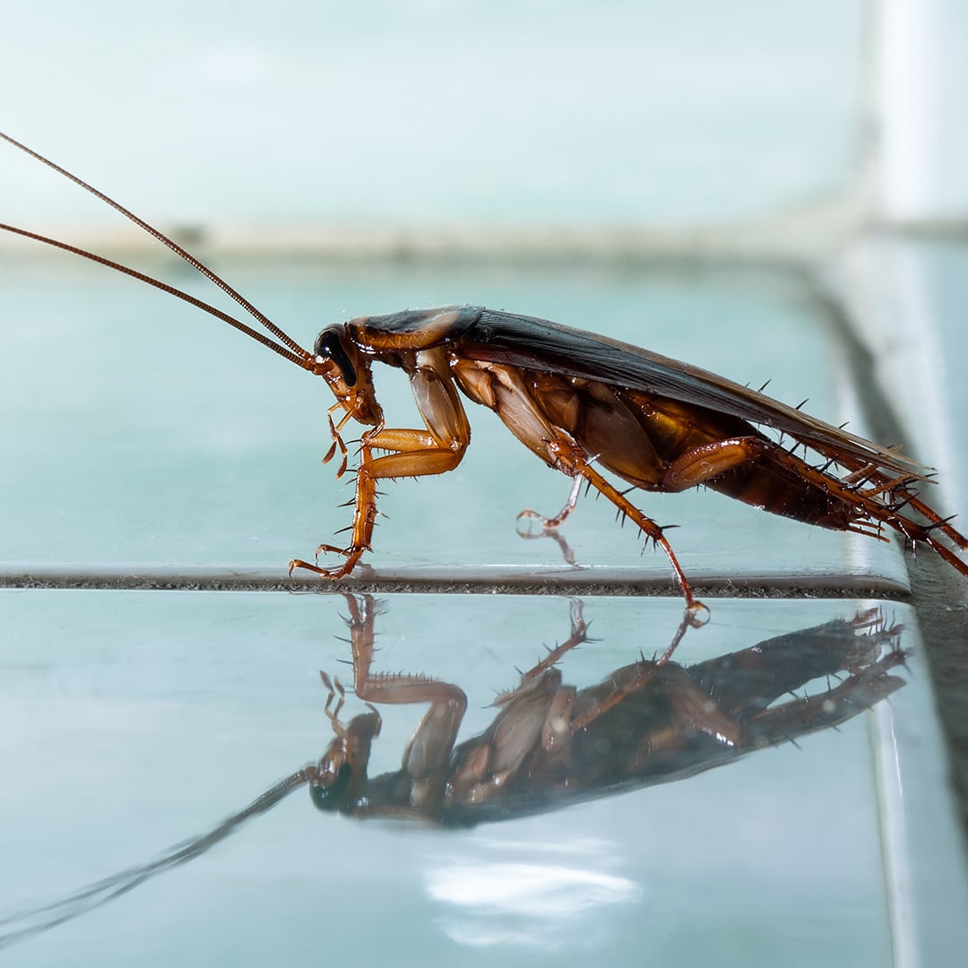 roach infestation cockroaches cockroach wasp