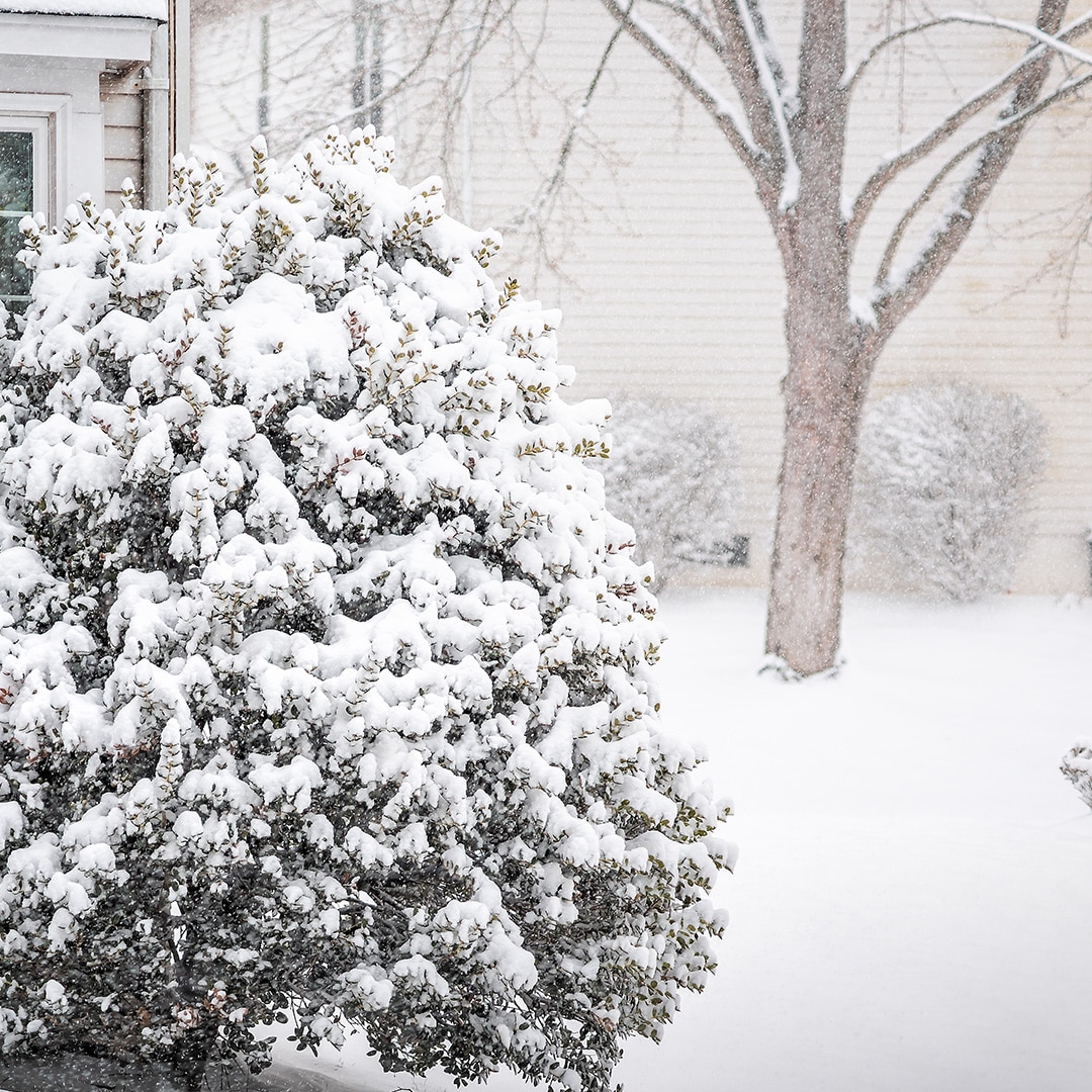 What Do Ants Do During the Winter? · ExtermPRO