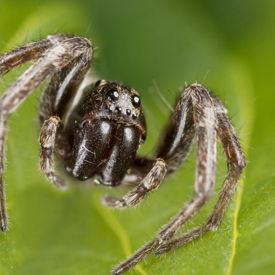 10 Family Friendly Spider Facts