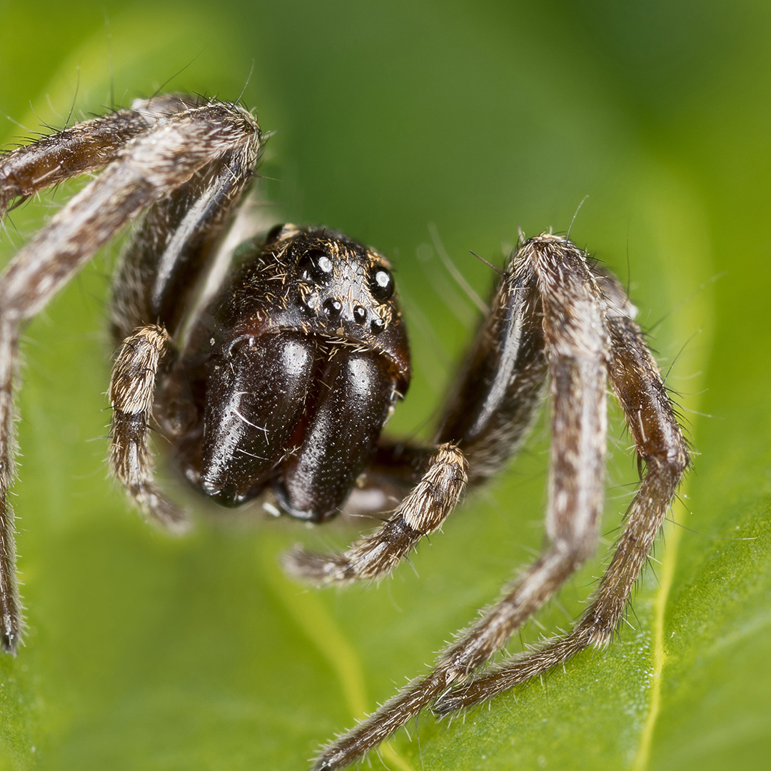 Are Wolf Spiders Poisonous?