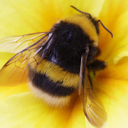 Bee Spotlight: The Bumblebee