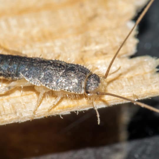 Signs of a Silverfish Infestation