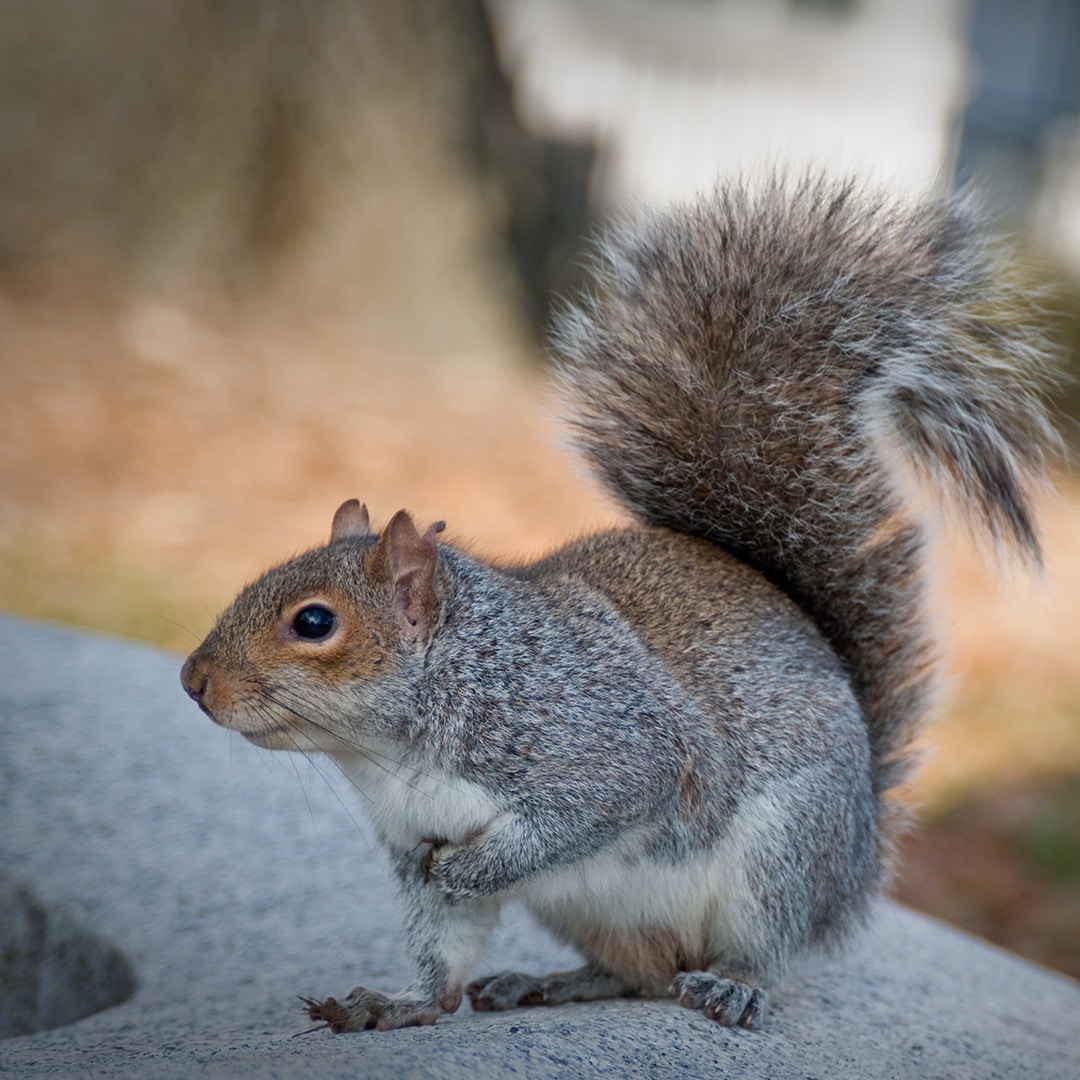 What to Do If You Have Squirrels in Your Attic · ExtermPRO