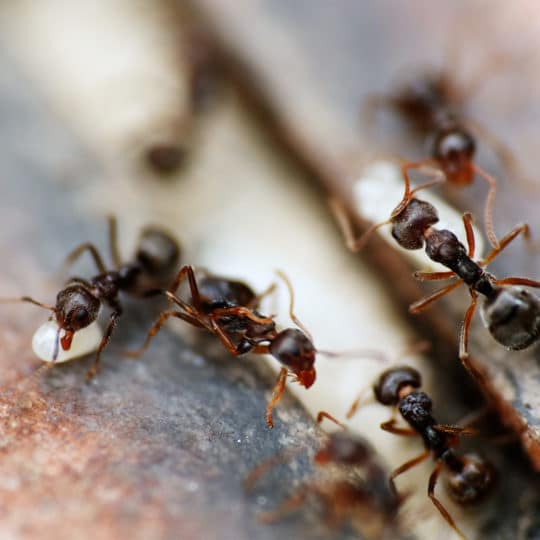 ants in your garage