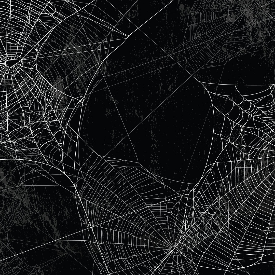 do-all-spiders-make-webs-extermpro