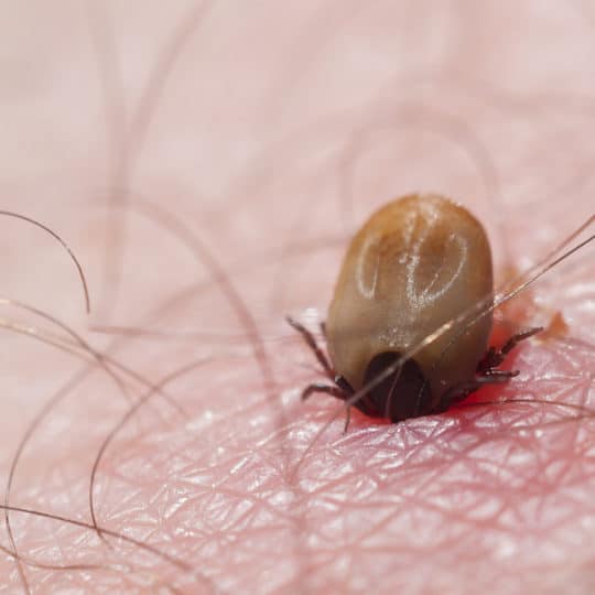 Ticks Carry Lyme Disease