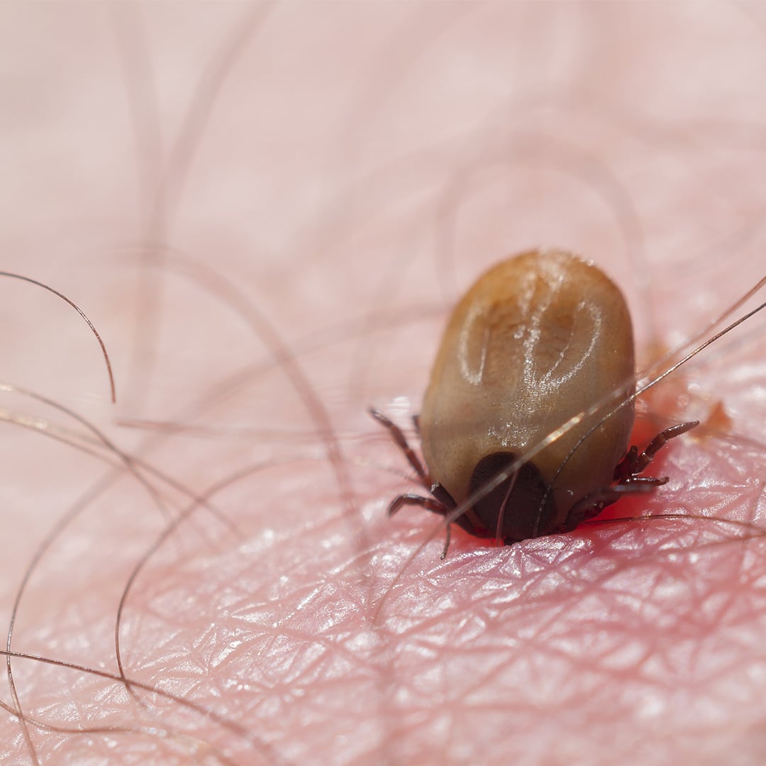 Do all ticks carry lyme disease extermpro