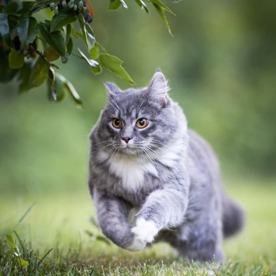 Can Cats Get Lyme Disease?