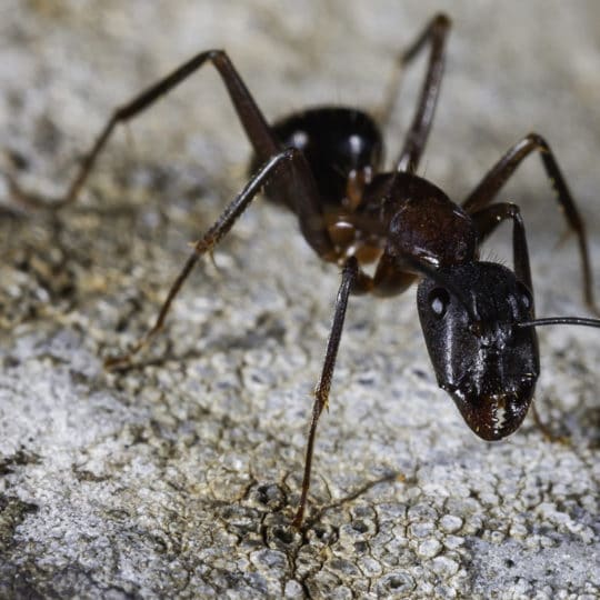 Ant Spotlight: The Carpenter Ant